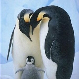 TEAM HAPPY FEET (Candice Hodge)